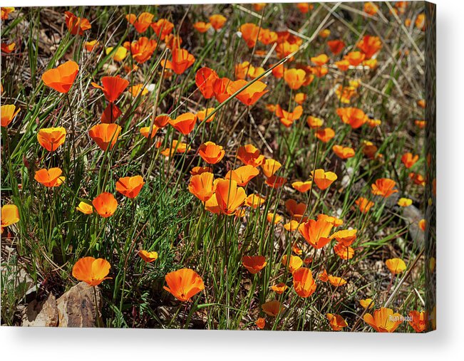 Los Olivos Acrylic Print featuring the photograph Orange Fireworks by Ryan Huebel