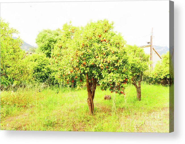 Orange Acrylic Print featuring the photograph Orange Garden by Anastasy Yarmolovich