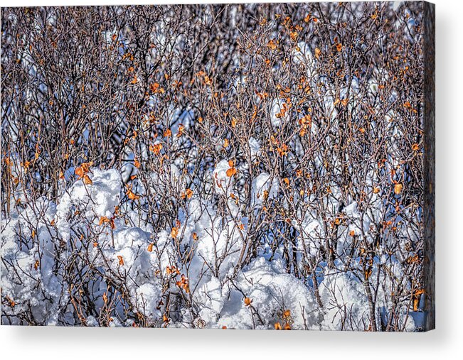 Jon Burch Acrylic Print featuring the photograph Orange Leaves In The Snow by Jon Burch Photography