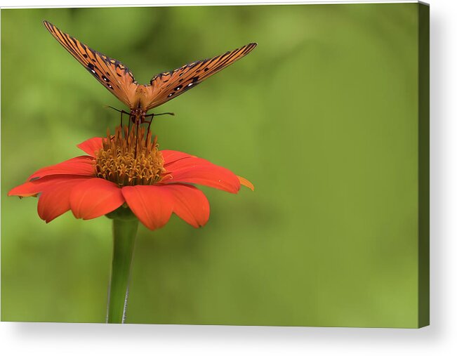 Butterfly Acrylic Print featuring the photograph Orange You Hungry by Ree Reid