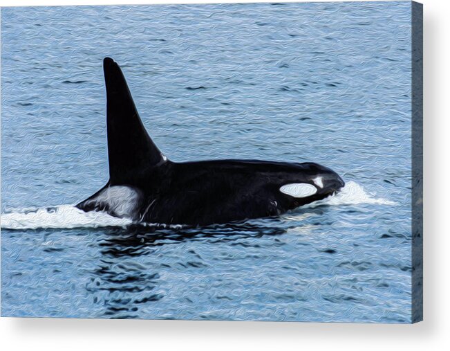  Acrylic Print featuring the photograph Orca 7A by Sally Fuller