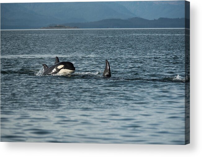 Orca Acrylic Print featuring the photograph Orca Baby by David Kirby
