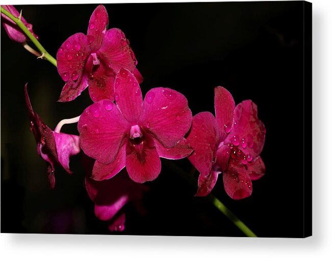 Orchid Acrylic Print featuring the photograph Orchid and Morning Due by Mingming Jiang