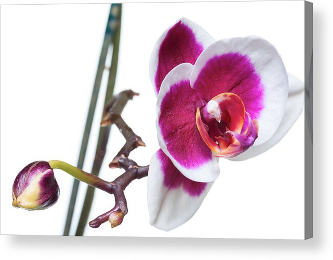 White Background Acrylic Print featuring the photograph Orchid flowers by Rihardzz