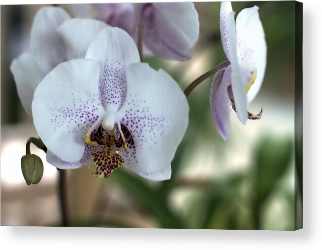 Orchids Acrylic Print featuring the photograph Orchids 003 by Flees Photos