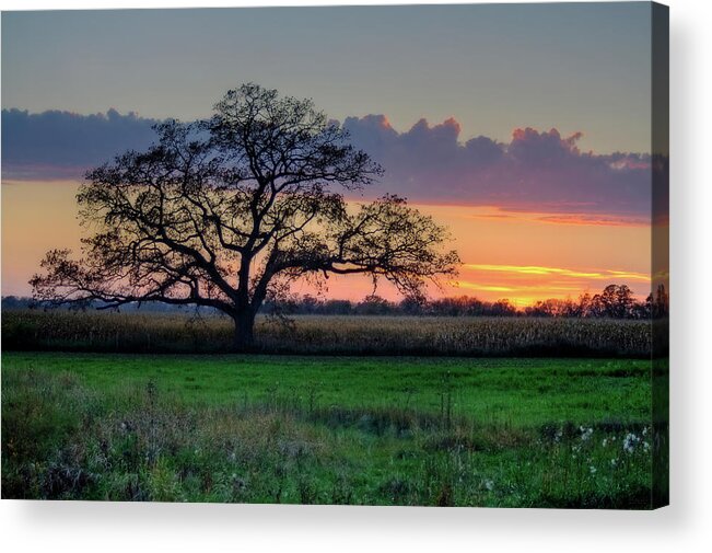 Oregon Acrylic Print featuring the photograph Oregon WI Oak at sunset in October by Peter Herman