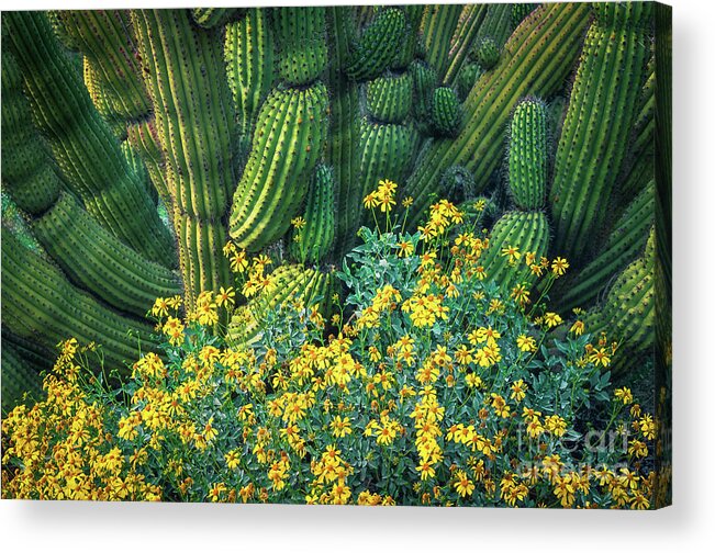 America Acrylic Print featuring the photograph Organ Pipes by Inge Johnsson