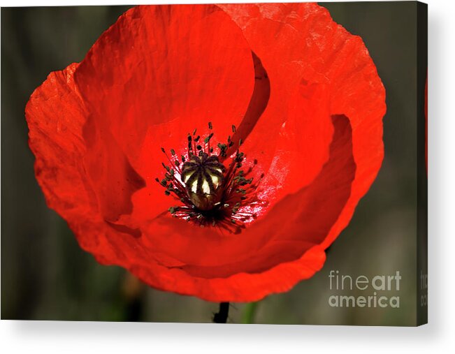 Beautiful Acrylic Print featuring the photograph Oriental summer Poppy by Stephen Melia