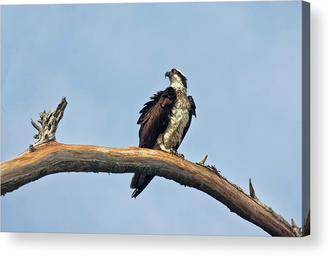 Osprey Acrylic Print featuring the photograph Osprey Perched Above White Oak River in the Croatan by Bob Decker