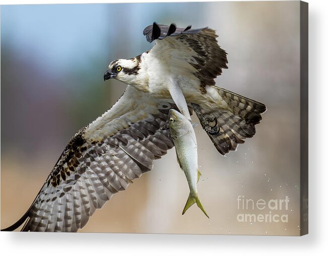 Osprey Acrylic Print featuring the photograph Osprey with a huge fish by Sam Rino