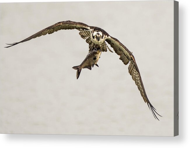 Predators Acrylic Print featuring the photograph Osprey with Lunch by Jeffrey Perkins