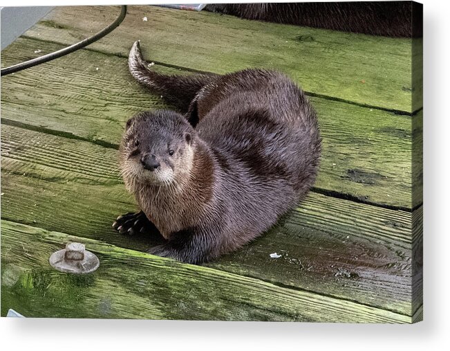 Otter Acrylic Print featuring the photograph Otter takes a break by Stephen Sloan