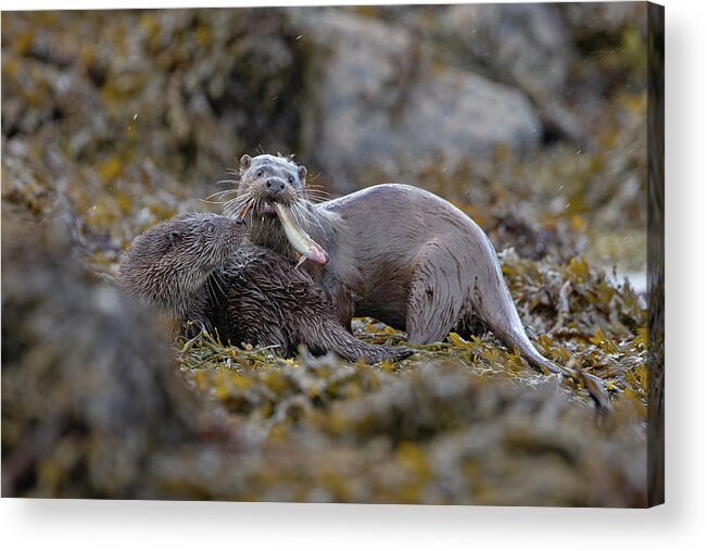 Otter Acrylic Print featuring the photograph Otters With Prey by Pete Walkden
