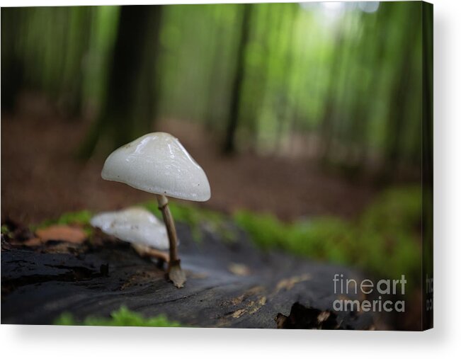 Porcelain Fungus Acrylic Print featuring the photograph Oudemansiella mucida by Eva Lechner