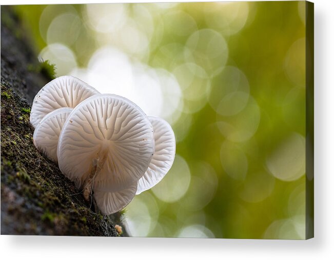Mushroom Acrylic Print featuring the photograph Oudemansiella Mucida by William Mevissen
