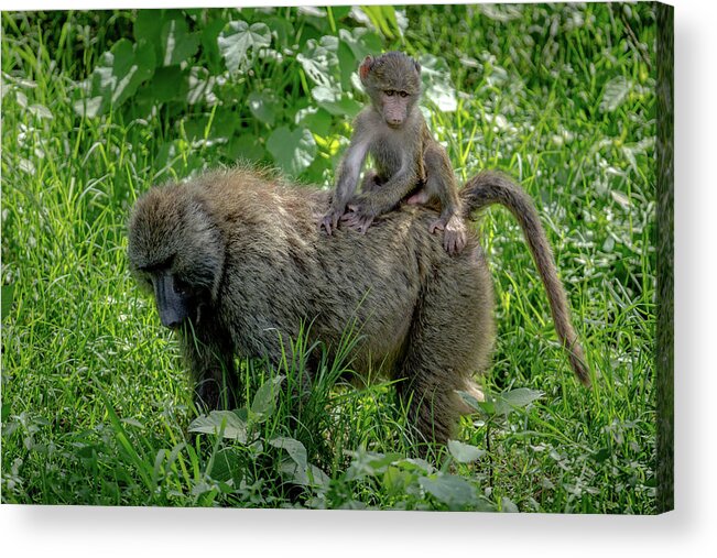 Africa Acrylic Print featuring the photograph Out for a ride by Murray Rudd