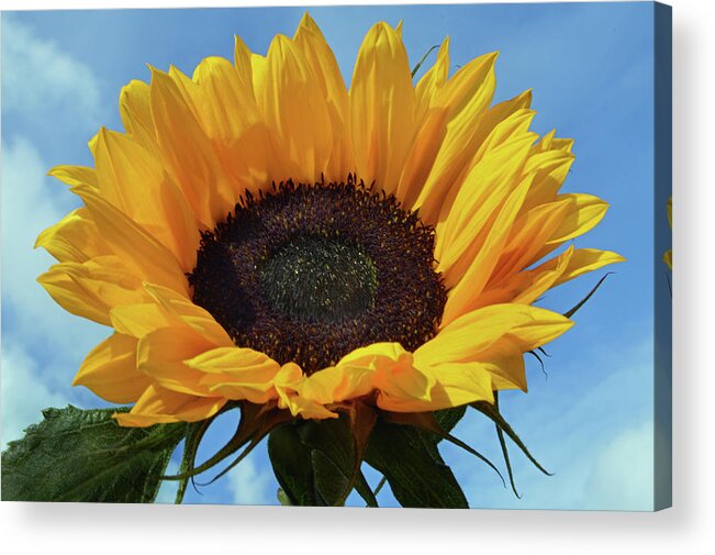 Sunflower Acrylic Print featuring the photograph Out In The Sunshine. by Terence Davis