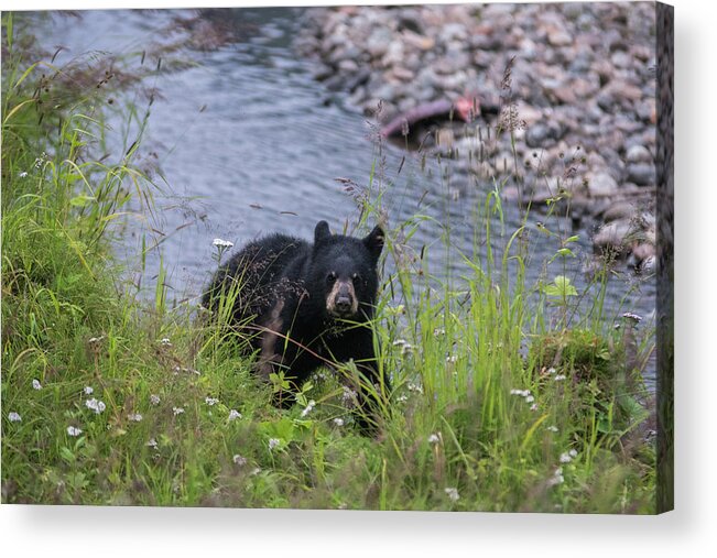 Black Bear Acrylic Print featuring the photograph Out of the creek by David Kirby