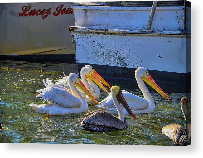 White Pelicans Acrylic Print featuring the photograph Out Shopping by Alison Belsan Horton