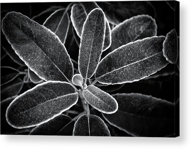 Plant Acrylic Print featuring the photograph Outlined Black and White by Gary Geddes