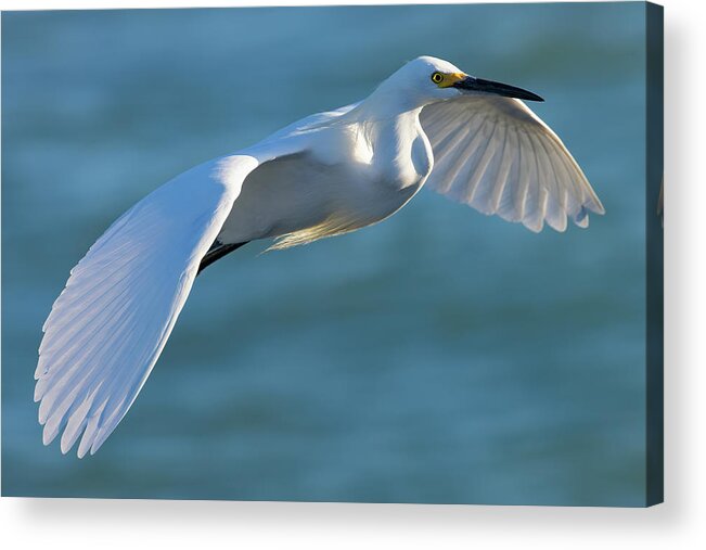 Snowy Egret Acrylic Print featuring the photograph Outstretched Glide by RD Allen