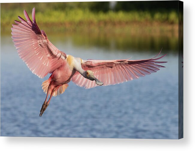 Roseate Spoonbill Acrylic Print featuring the photograph Outstretched by RD Allen