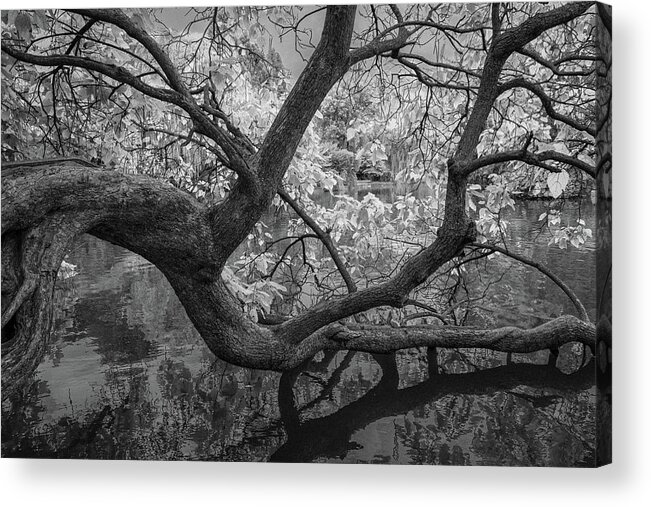 Centennial Acrylic Print featuring the photograph Overhanging Tree by Kenneth Everett