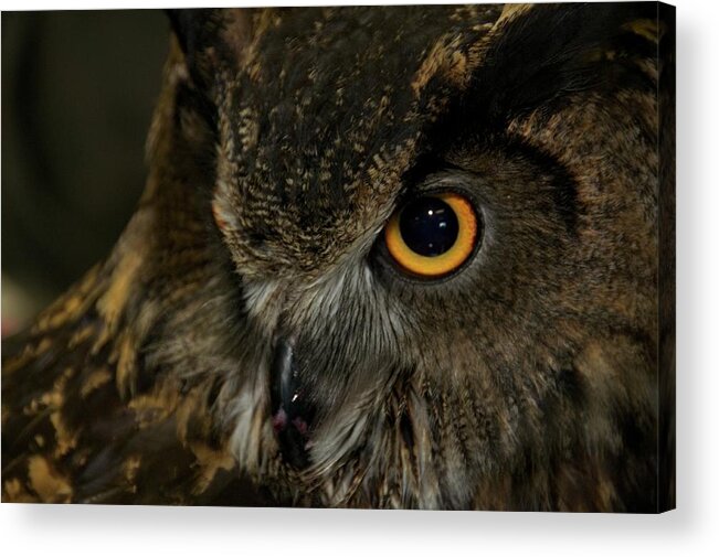 Animal Acrylic Print featuring the photograph Owl Be Seeing You by Melissa Southern