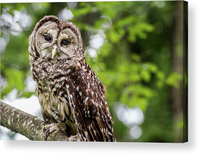 Raptors Owl Acrylic Print featuring the photograph Owl by Robert Miller