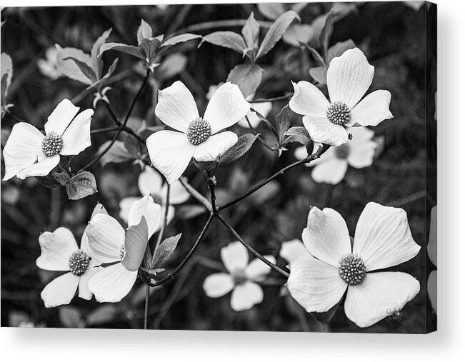 Flowers Acrylic Print featuring the photograph Pacific Dogwood Blossoms by Claude Dalley