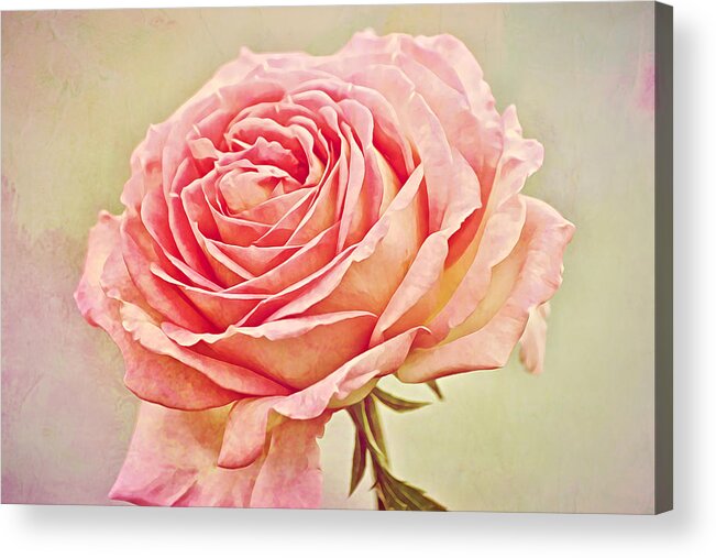 Rose Acrylic Print featuring the photograph Painted Pink Antique Rose by Gaby Ethington