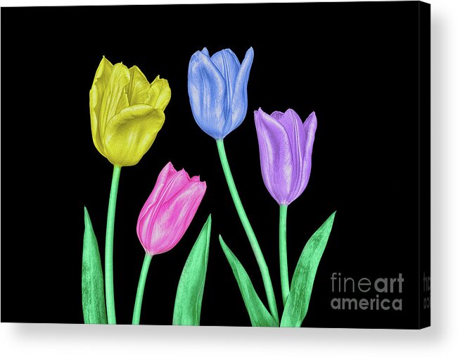 Tulips Acrylic Print featuring the photograph Painted Tulips by Mimi Ditchie