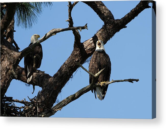 Bald Eagle Acrylic Print featuring the photograph Pair of Eagle Perched by Vincent Billotto