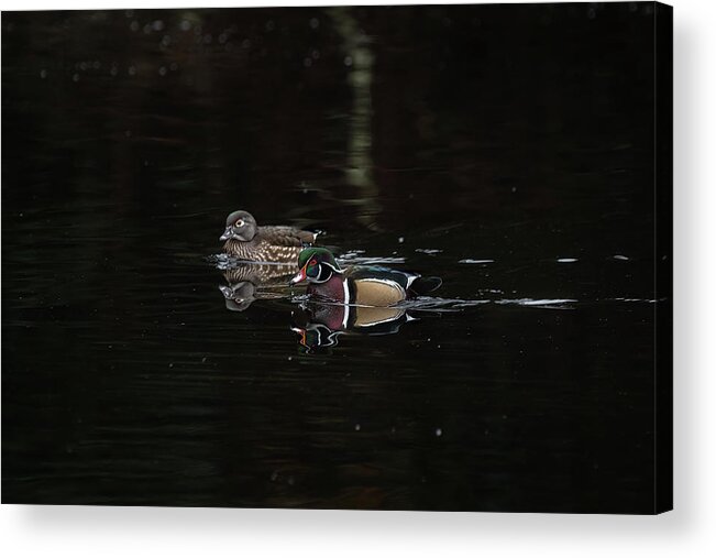 Wood Duck Acrylic Print featuring the photograph Pair of Wood Ducks by Jerry Cahill