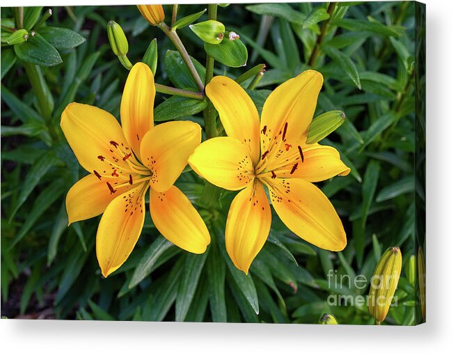 Blossom Acrylic Print featuring the photograph Pair of Yellow Lilies by William Kuta