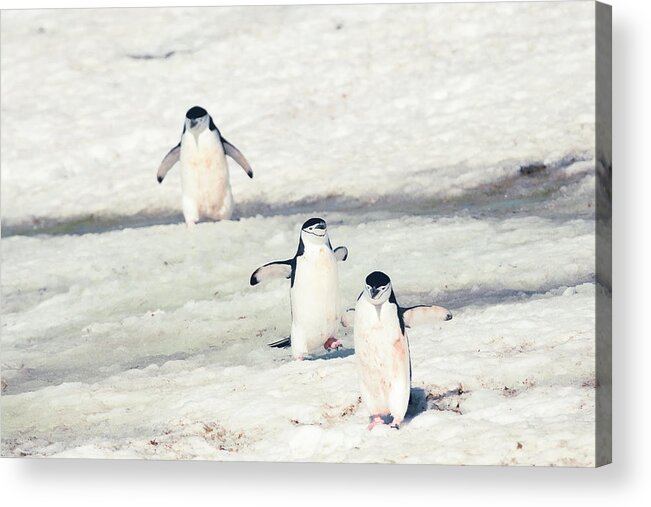 03feb20 Acrylic Print featuring the photograph Palaver Point Welcoming Party by Jeff at JSJ Photography