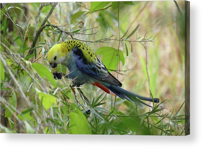 Birds Acrylic Print featuring the photograph Pale Headed Rosella Feeding 2 by Maryse Jansen