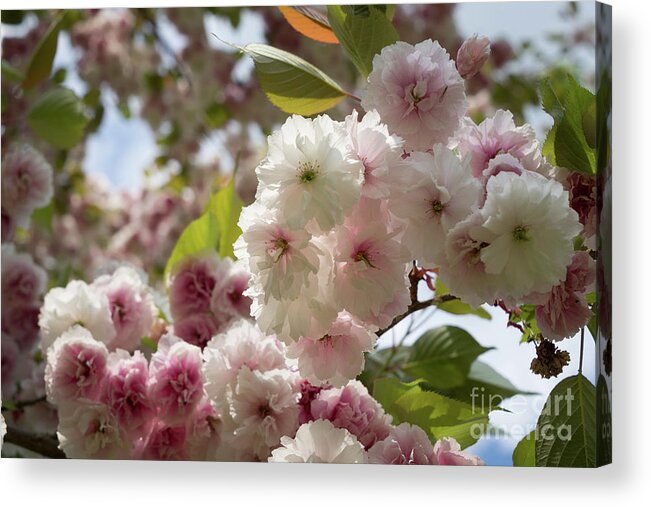 Cherry Blossom Acrylic Print featuring the photograph Pale pink blossoms of an ornamental cherry in spring 2 by Adriana Mueller