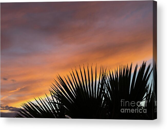 Palm Leaves Acrylic Print featuring the photograph Palm leaves and soft clouds at sunset by Adriana Mueller