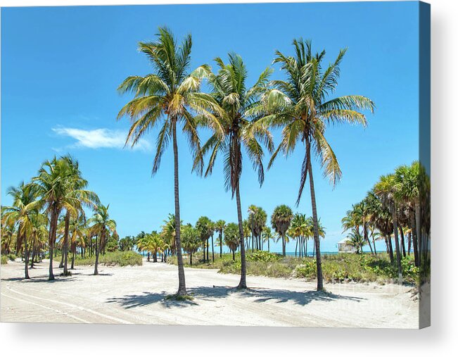 Palm Acrylic Print featuring the photograph Palm Trees at Crandon Park Beach in Key Biscayne Florida by Beachtown Views