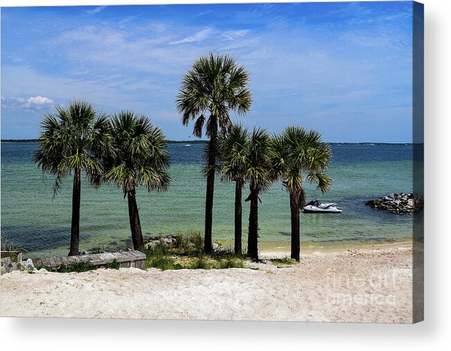 Palm Acrylic Print featuring the photograph Palm Trees on Pensacola Beach by Beachtown Views