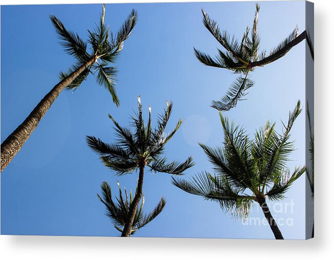 Maui Acrylic Print featuring the photograph Palm Trees by Wilko van de Kamp Fine Photo Art