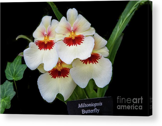 Conservatory Acrylic Print featuring the photograph Pansies on Parade by Marilyn Cornwell