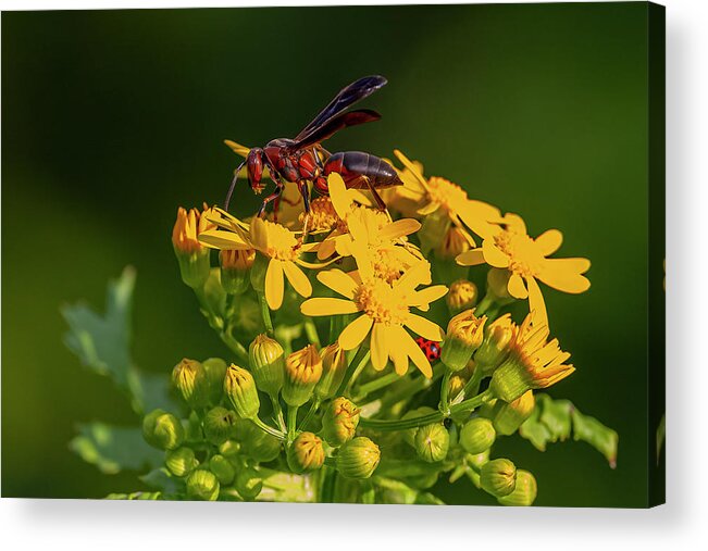Paper Wasp Perched Acrylic Print featuring the photograph Paper Wasp Perched by Morris Finkelstein