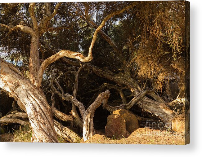 Tree Acrylic Print featuring the photograph Paperbark Trees by Elaine Teague