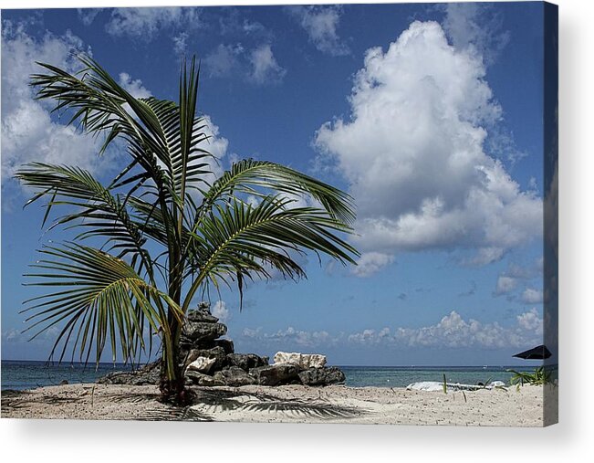 Palm Tree Acrylic Print featuring the photograph Paradise Picnic by Brad Barton