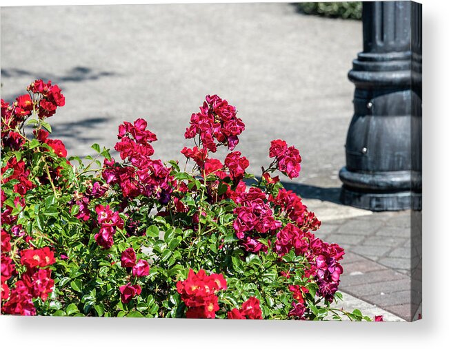 Parking Lot Wild Roses Acrylic Print featuring the photograph Parking Lot Wild Roses by Tom Cochran