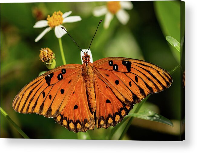 Gulf Fritillary Acrylic Print featuring the photograph Passion Butterfly warms in the sun by RD Allen