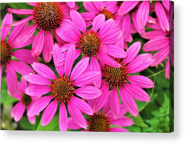 Nature Acrylic Print featuring the photograph Passionately Pink Coneflowers by Sheila Brown