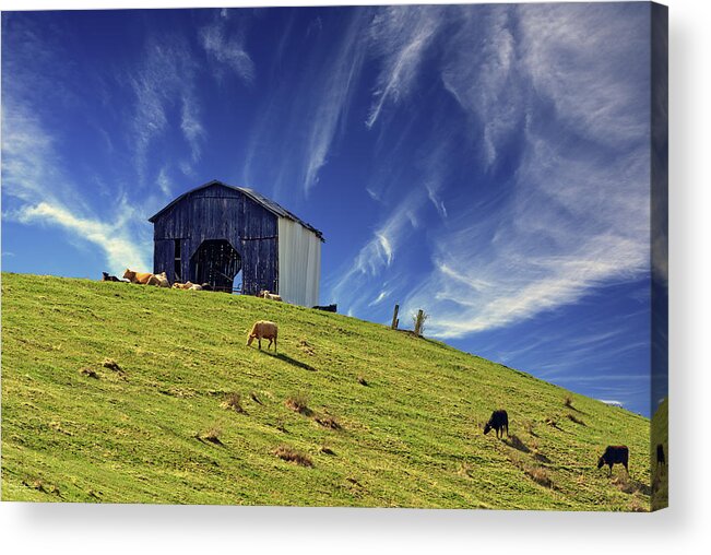 Kentucky Acrylic Print featuring the photograph Pastoral - cattle grazing peacefully on springtime grass of a Kentucky hillside below barn by Peter Herman